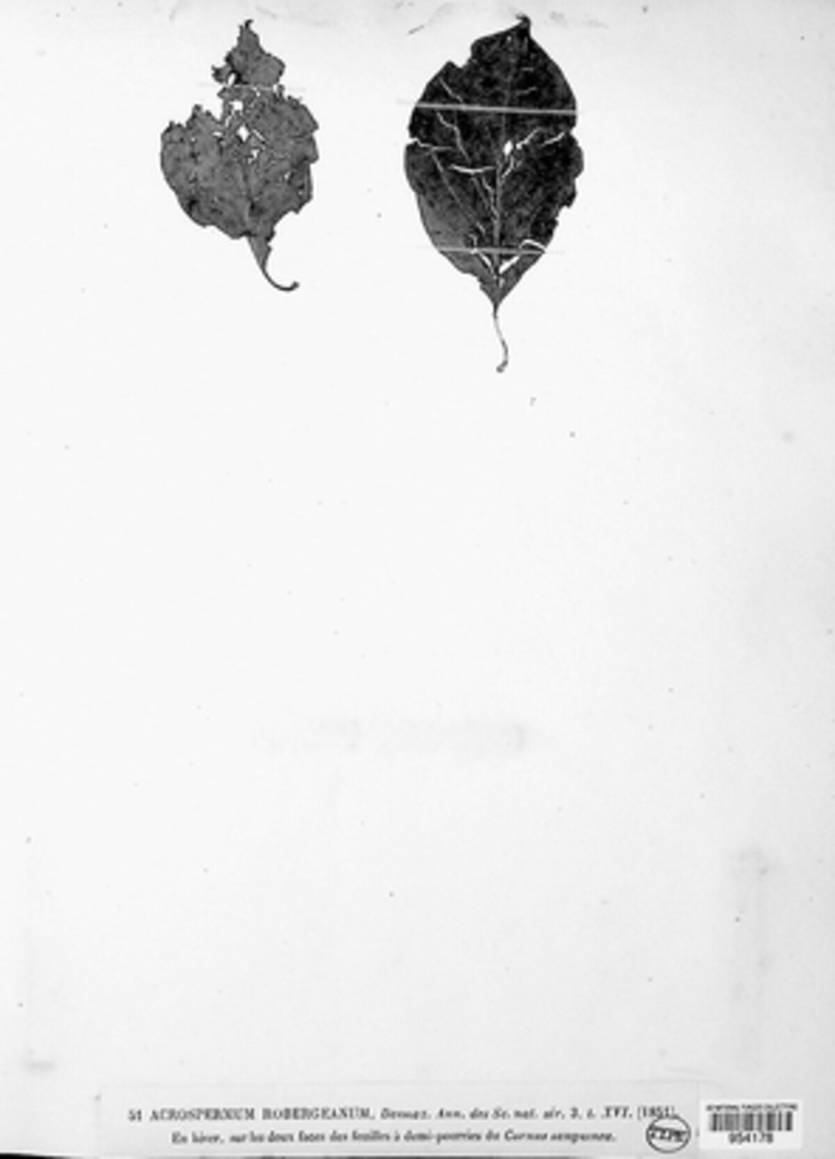 Acrospermum robergeanum image